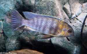 Tropheops sp. 'red cheek north' Magunga